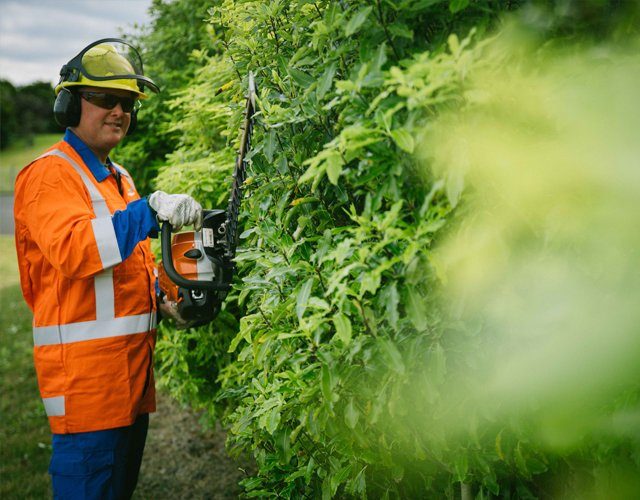 Tree trimming & pruning – commonly asked questions