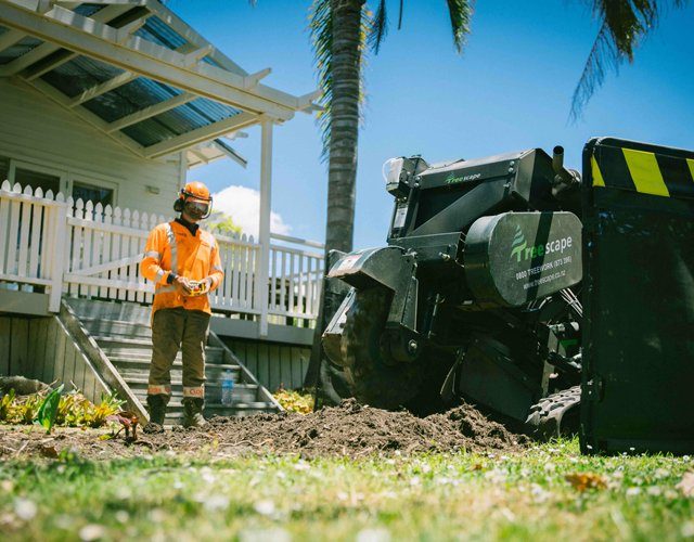 Stump Removal & Stump Grinding