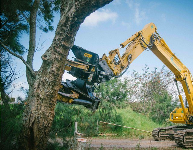 Tree removal