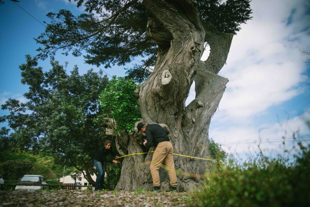 Care Treescape New Zealand