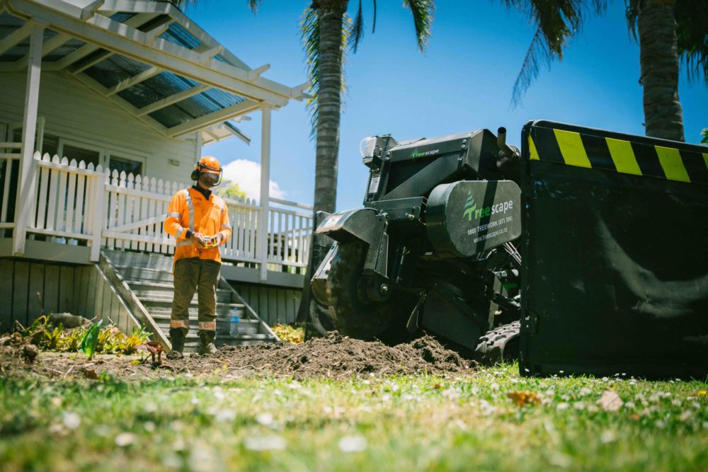 What people are asking about stump removal?