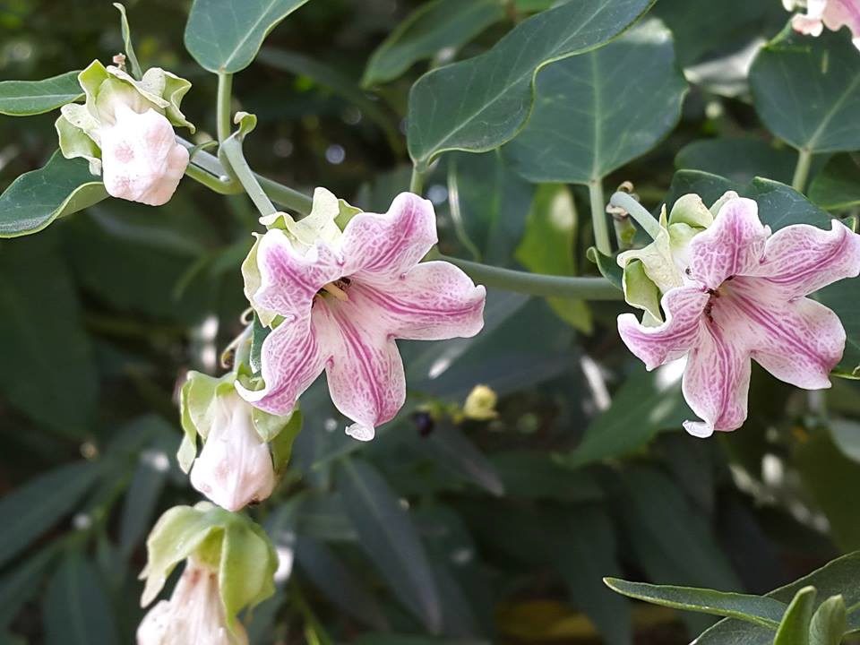 Moth Vine - poisonous plant