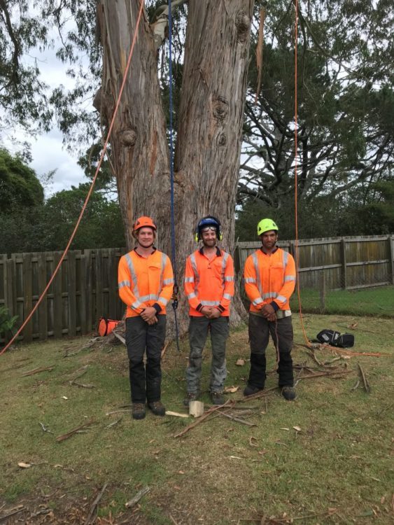 Safety Visits - Arborists at site