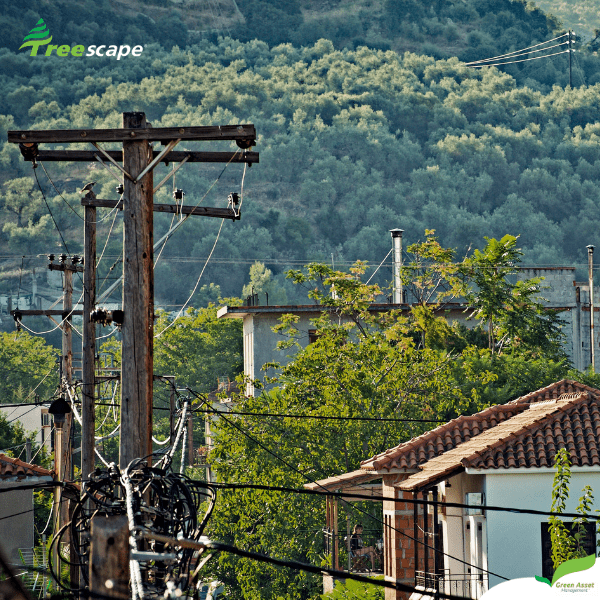 Electric Shock Sentencing | Trimming Trees Around Powerlines