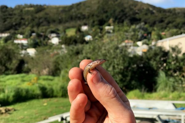 Protecting Lizards