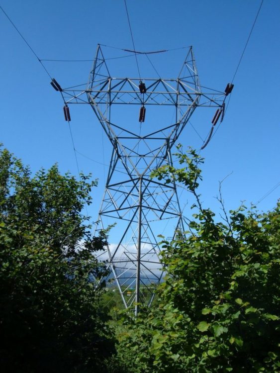 Planting Trees under Powerlines