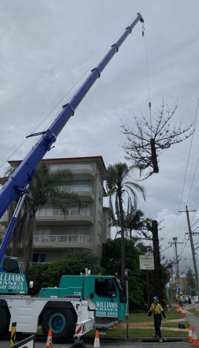 Heavy Commercial - Crane Tree Removal Queensland, Australia