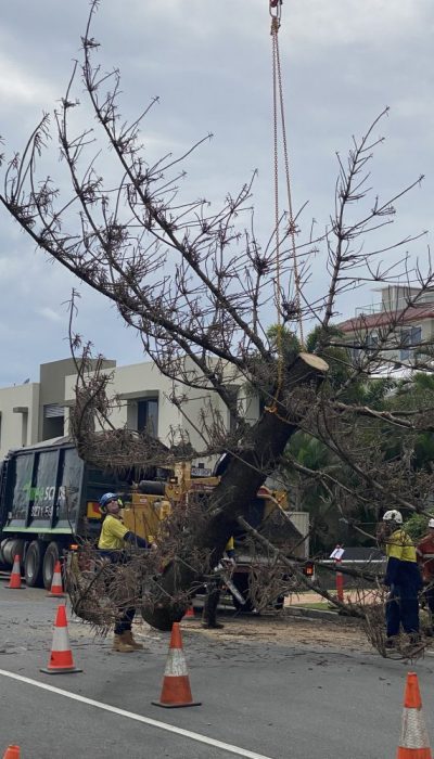 Heavy Commercial - Crane Tree Removal Queensland, Australia