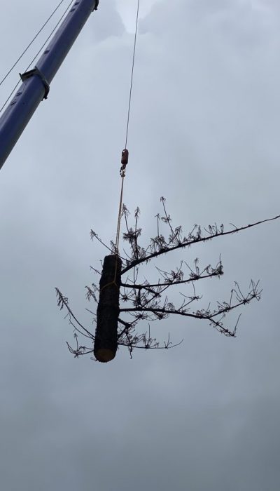 Heavy Commercial - Crane Tree Removal Queensland, Australia