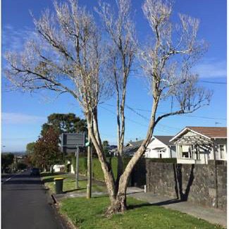 Old tree next to road