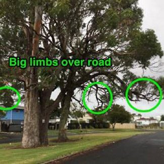 Big limbs over road