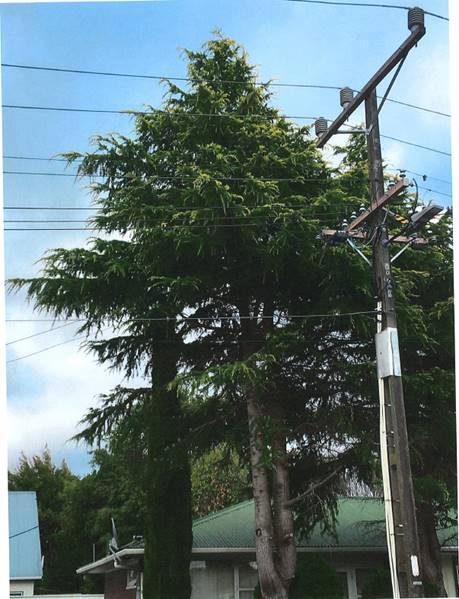 Large tree encroaching powerline