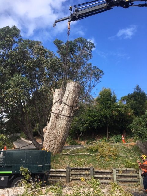 tree removal