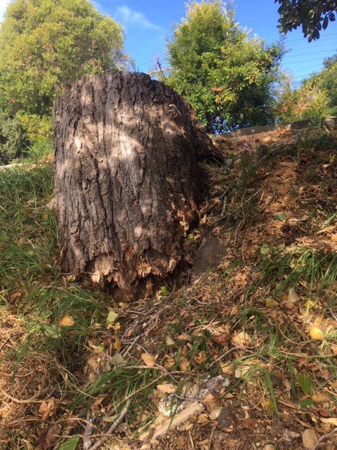 old tree trunk