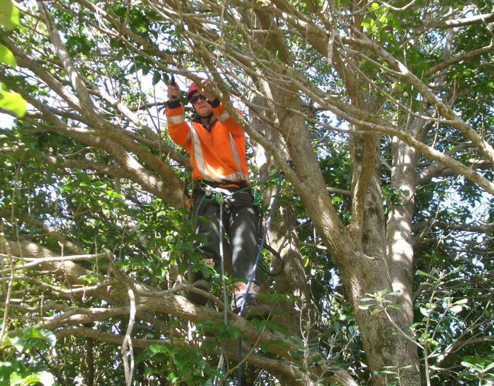 tree pruning