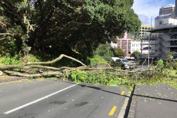 Fallen Tree in Auckland CBD