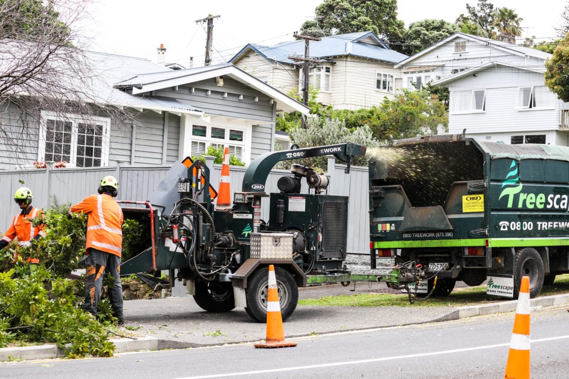 How much does an arborist cost? Do I really need one?