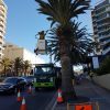 Pruning a Phoenix Palm in Cronulla