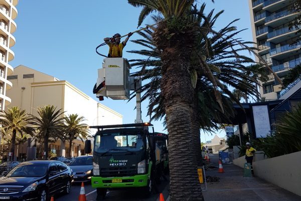 Pruning a Phoenix Palm in Cronulla