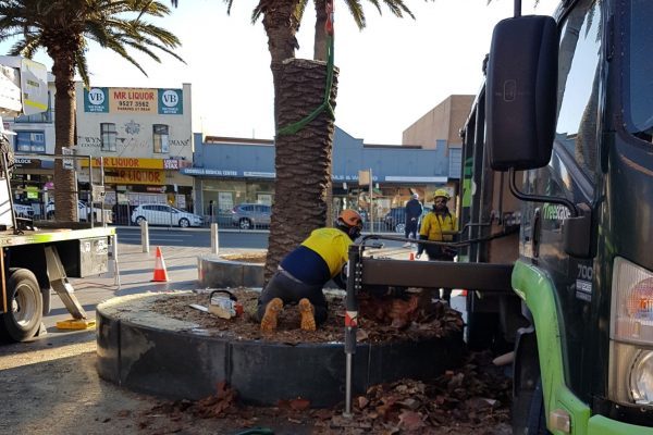 Dead Palm Removal in Cronulla