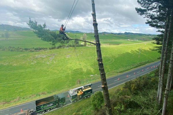 Te Kuiti Clearing Powerlines