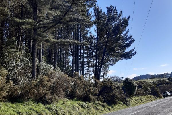 Te Kuiti Powerlines work (4)