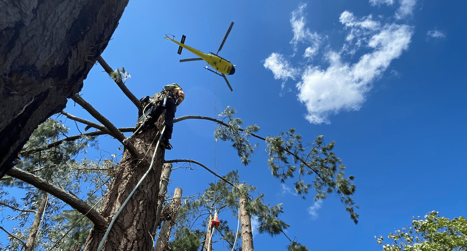 Removing pine trees with the help of a helicopter