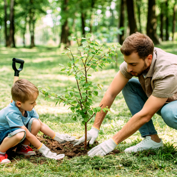 Planting after tree removal: 4 things to consider