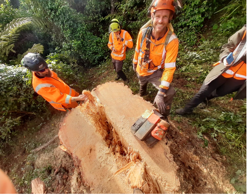 Reducing vibration impact of felling trees