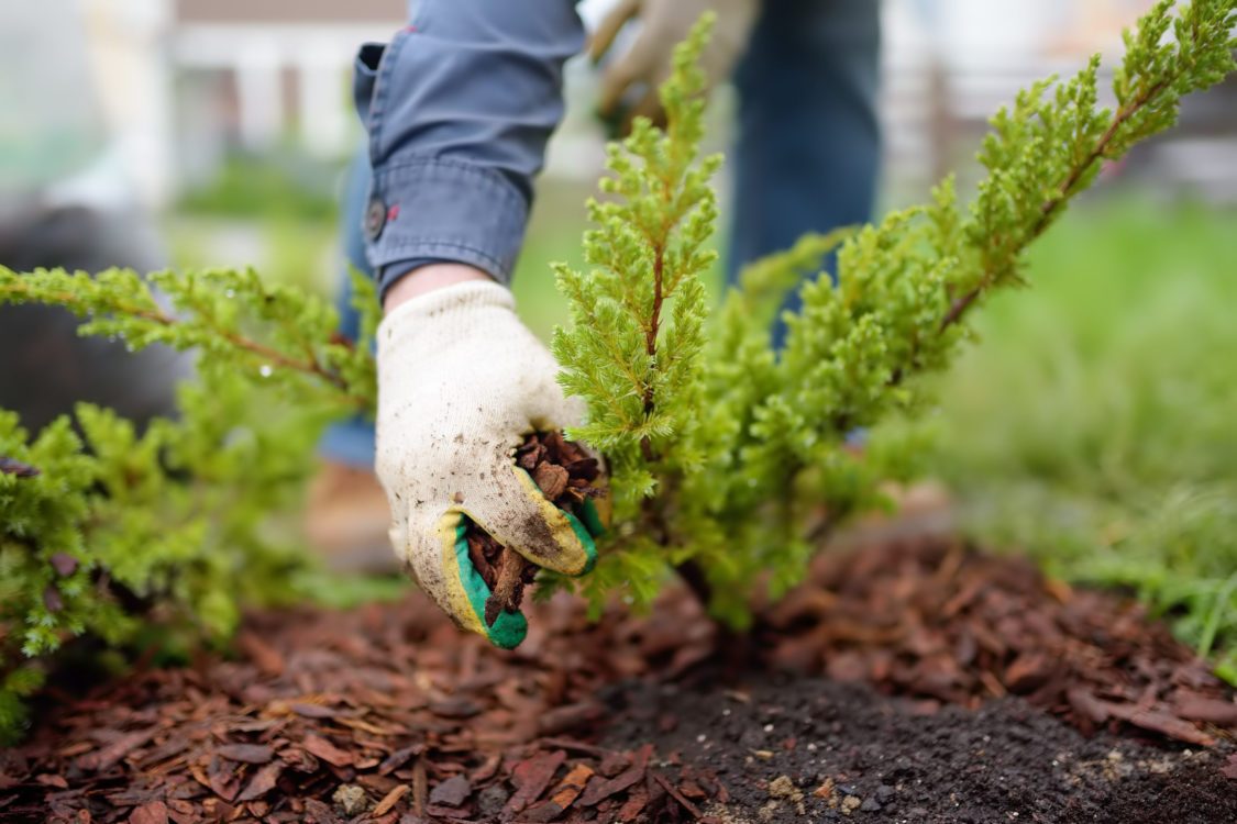 Mulching: what is it and why you should be doing it?