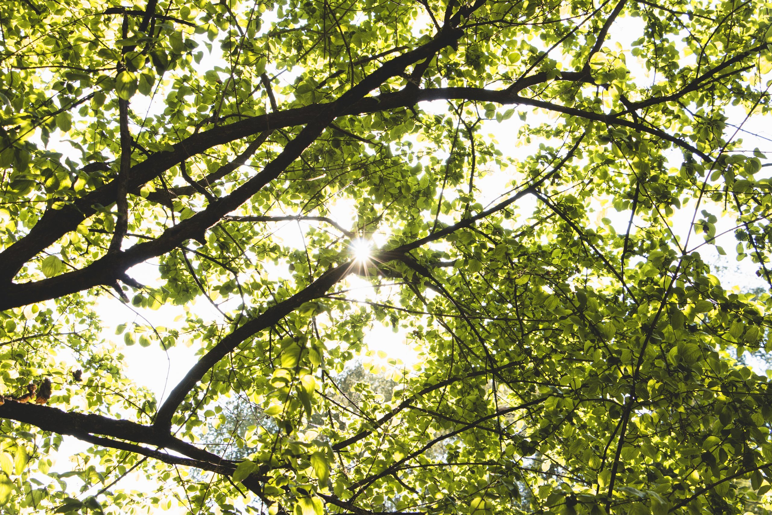 tree-foliage-sunny-day