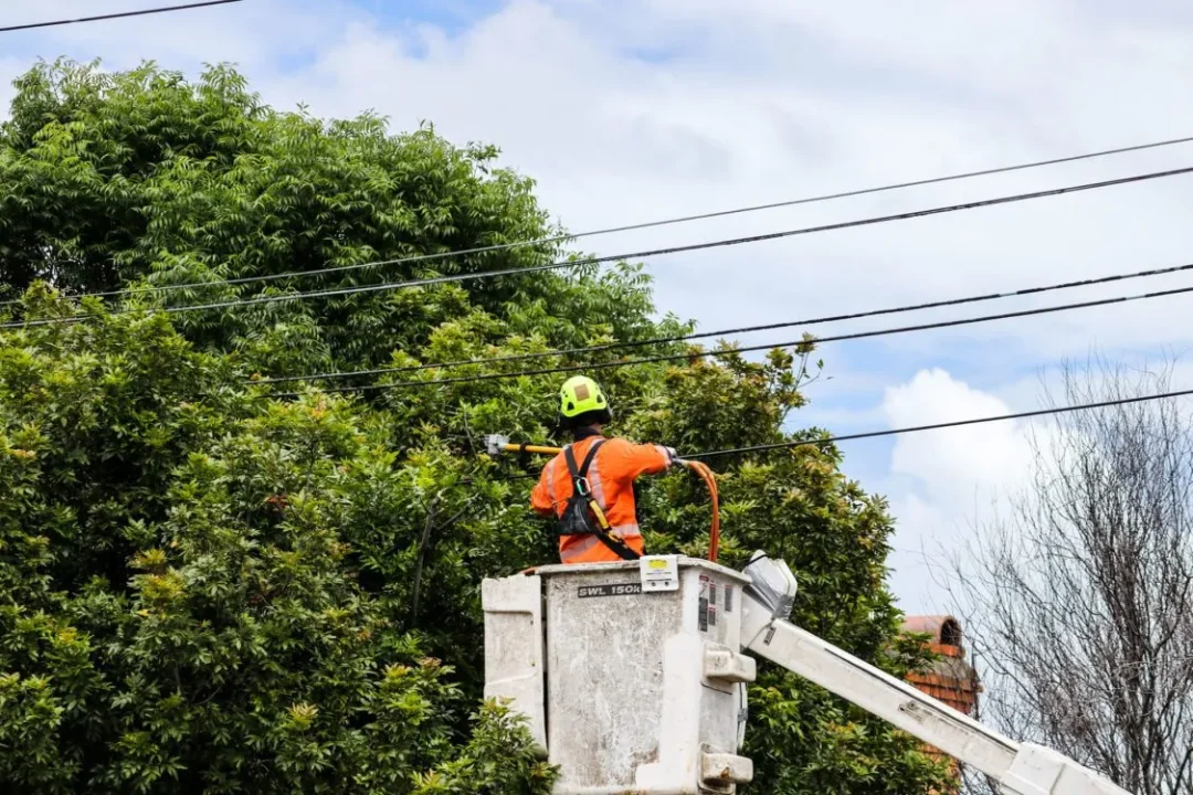 Tree Pruning Brisbane