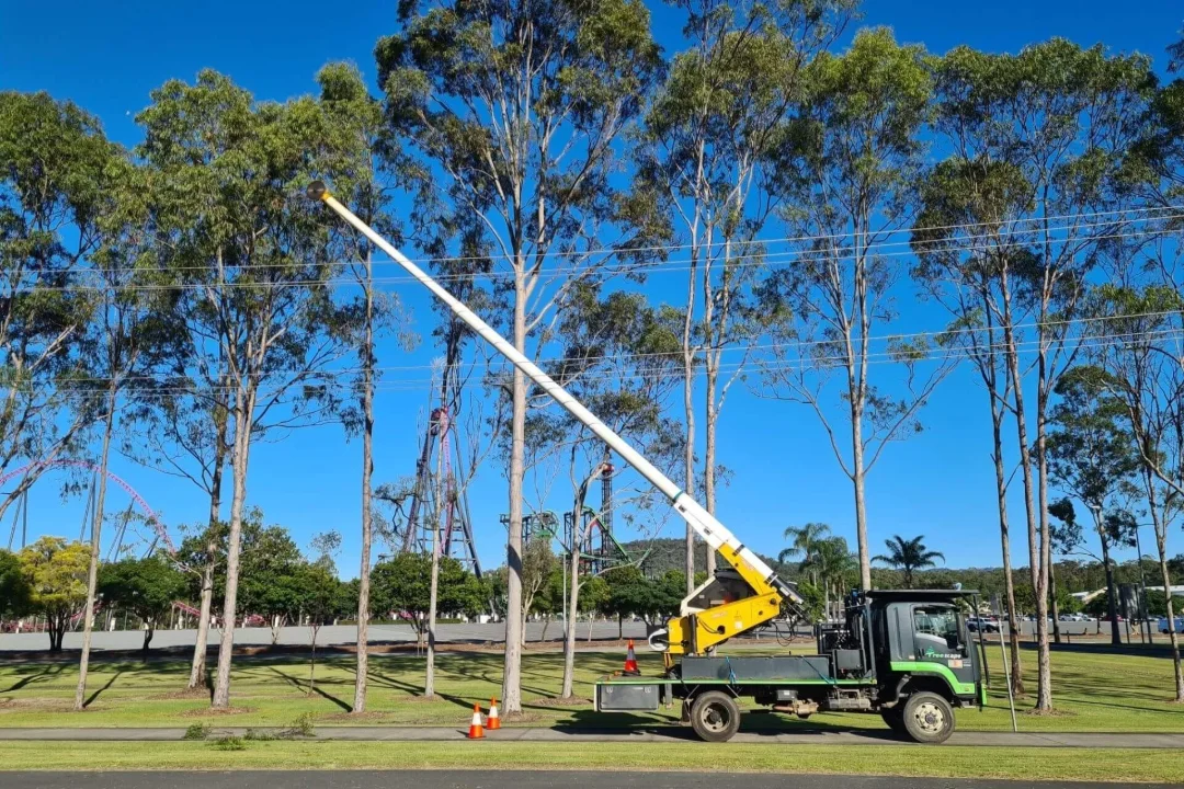 Tree Pruning Brisbane