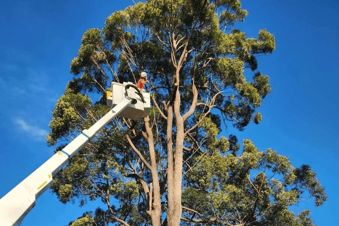 Tree Pruning Brisbane