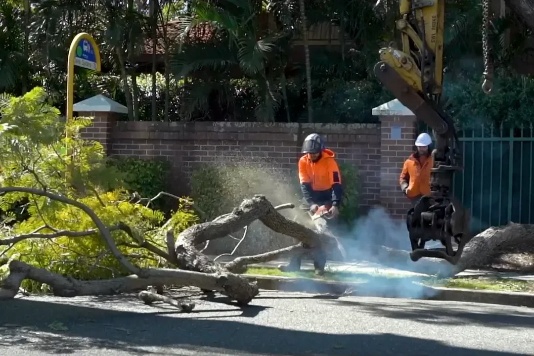 Tree Pruning Brisbane