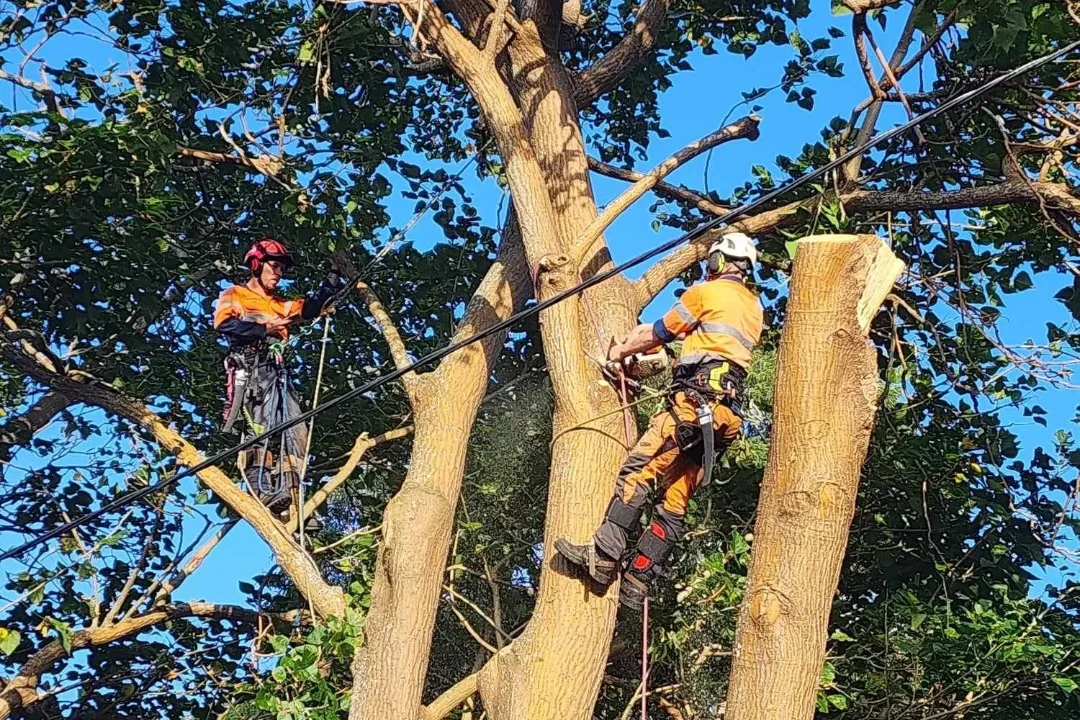 Tree Pruning Brisbane