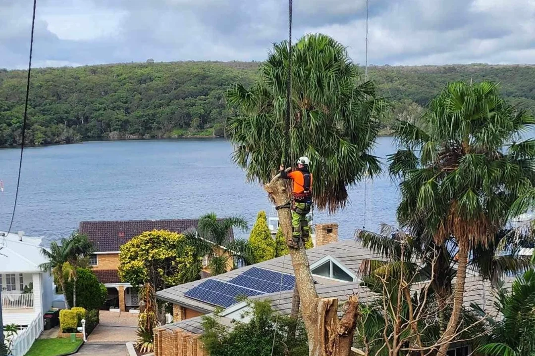 Tree Pruning Brisbane