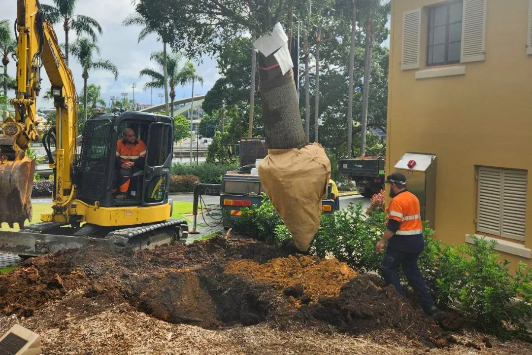 Consulting Arborist Brisbane