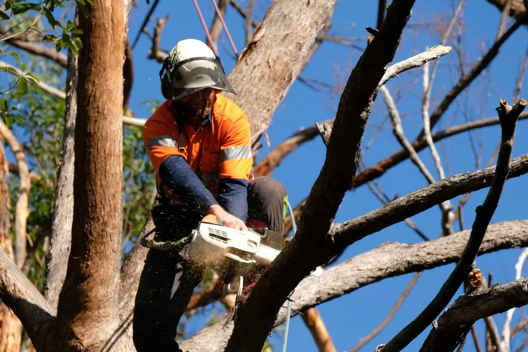 Consulting Arborist Brisbane
