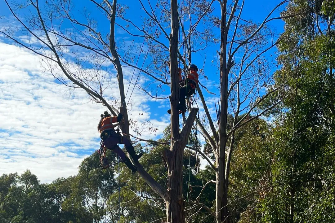 Consulting Arborist Brisbane