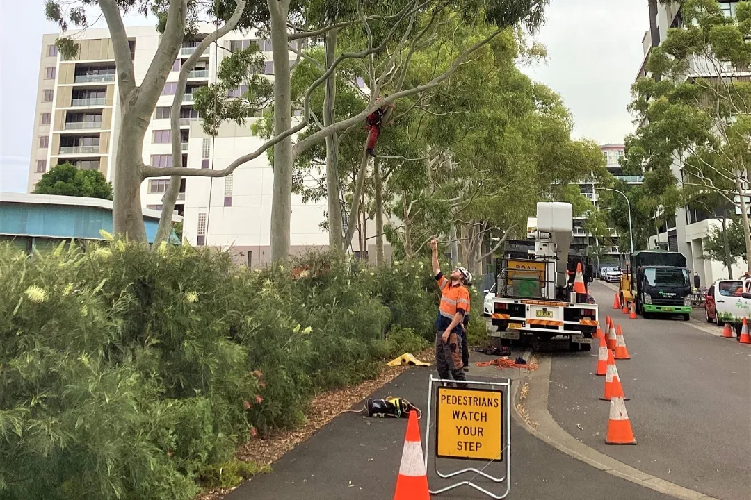 Consulting Arborist Brisbane