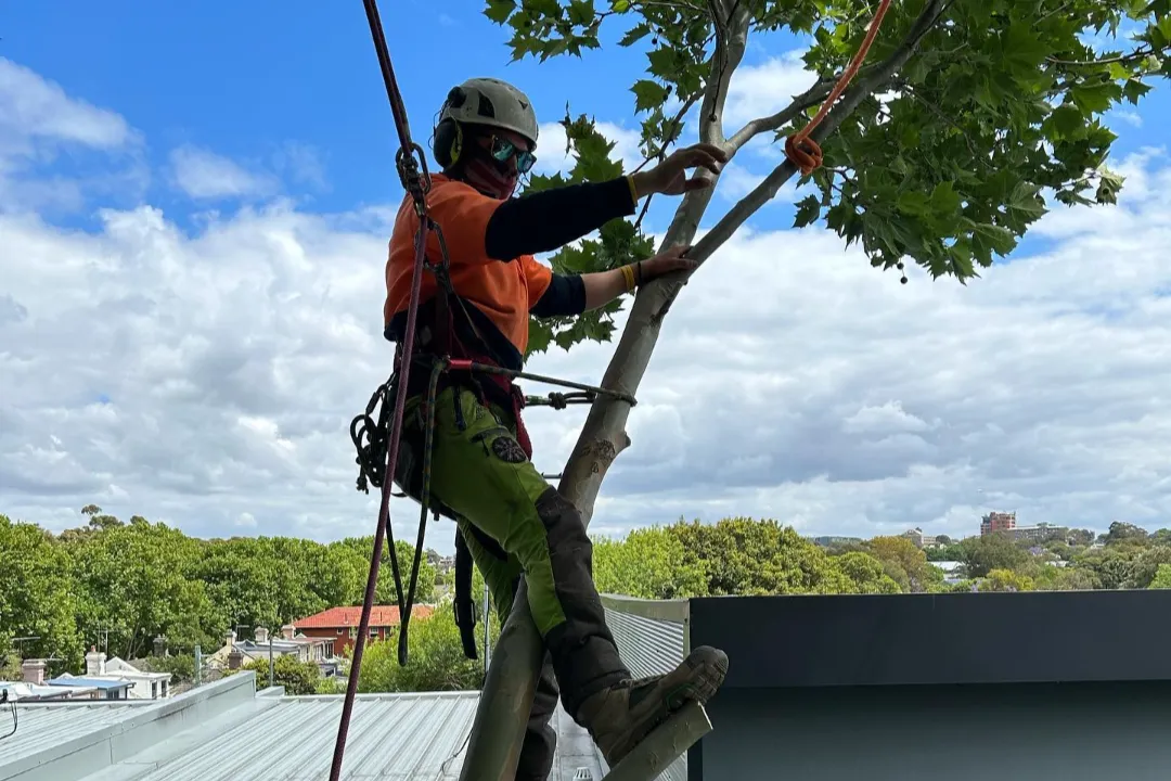 Tree Report Brisbane