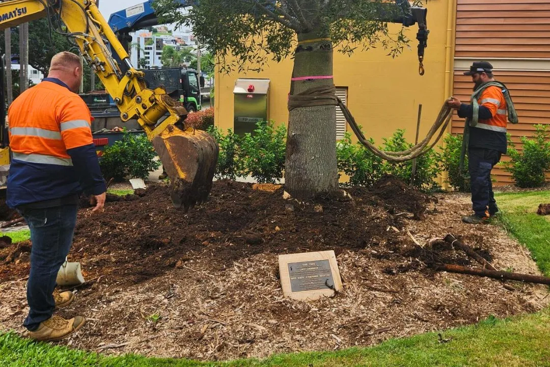 Tree Report Brisbane