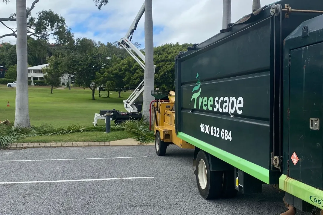 Tree Report Brisbane
