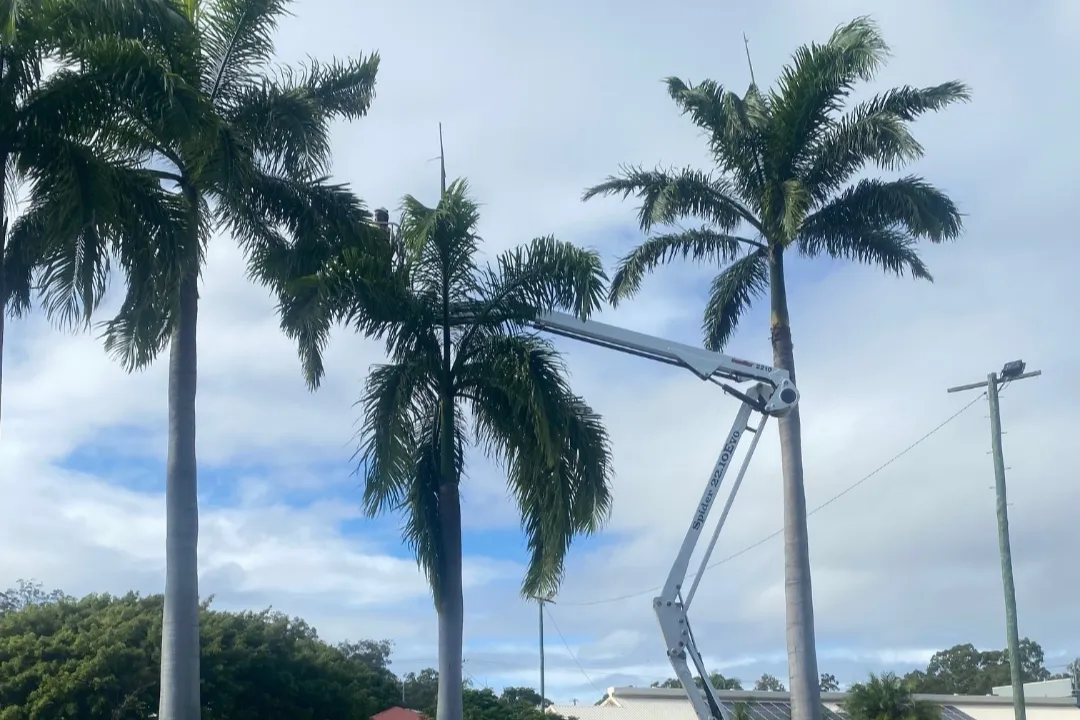 Tree Report Brisbane