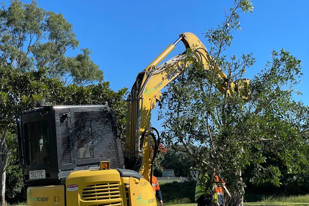 Tree Report Brisbane
