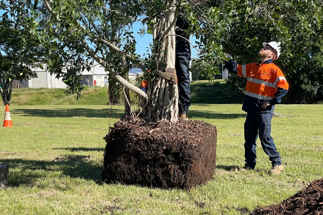 Tree Report Brisbane