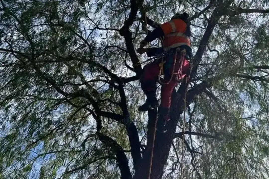 Arborist Report Brisbane