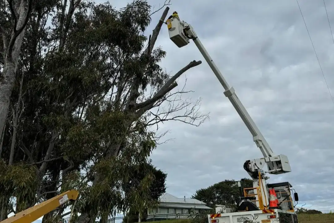 Arborist Report Brisbane