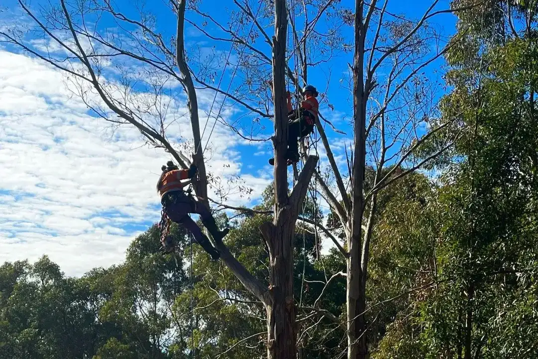 Arborist Report Brisbane